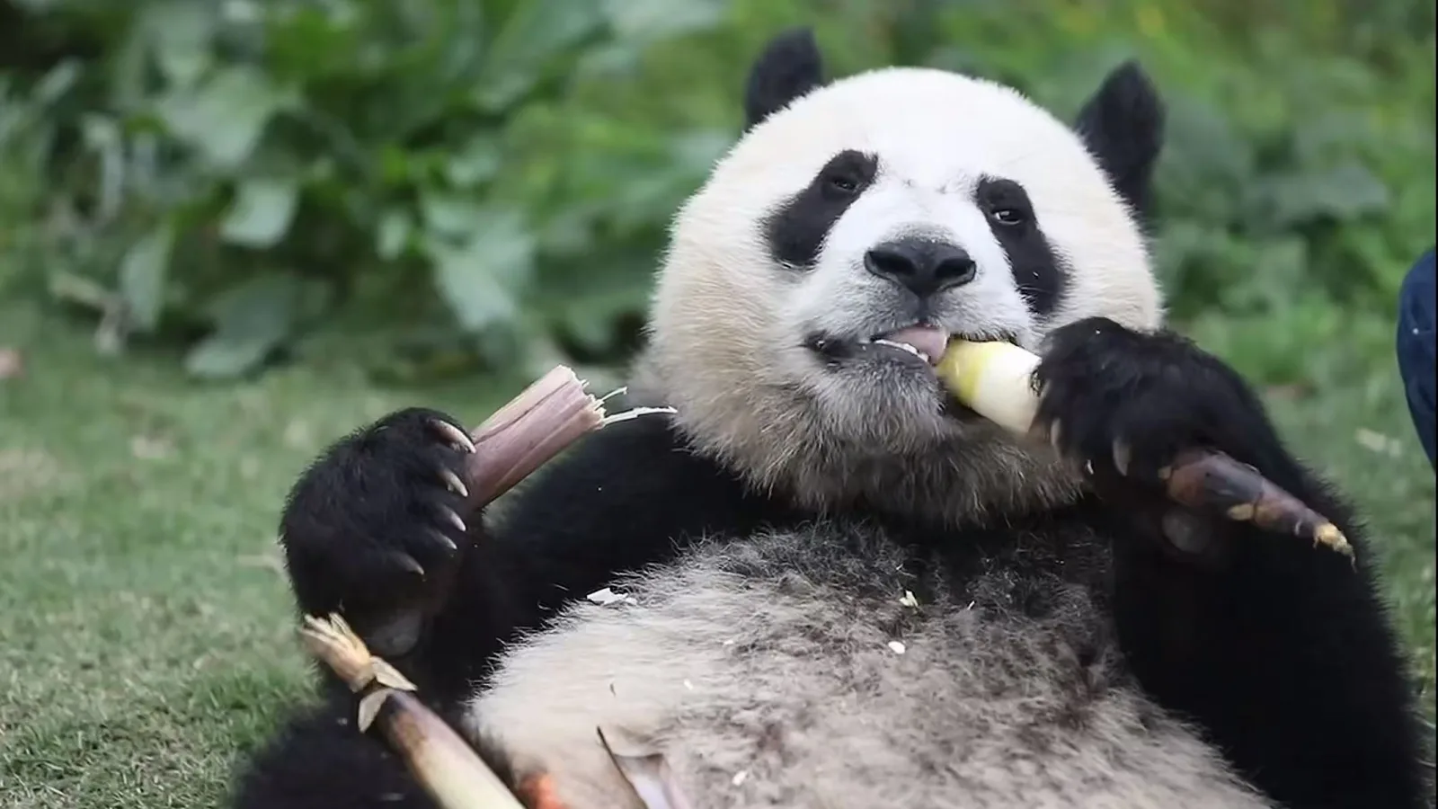 5-Day Chengdu Panda Private Tour