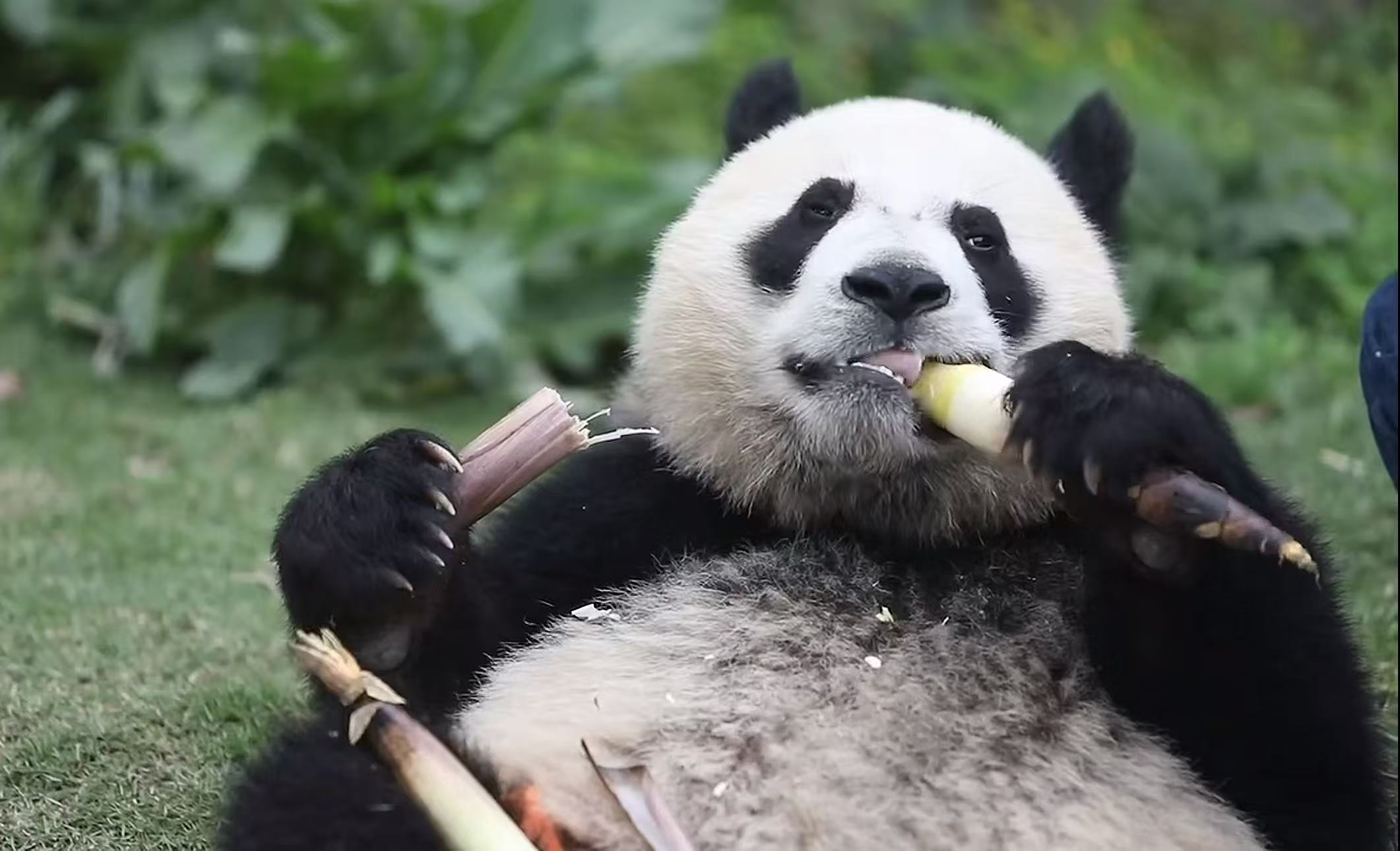 成都旅游