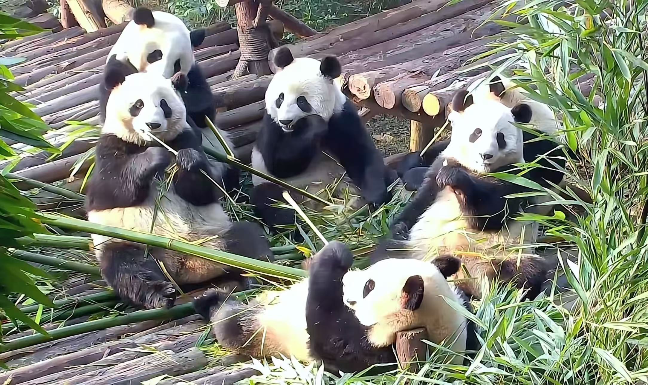 成都旅游